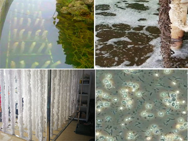 辮帶式填料 辮帶式填料